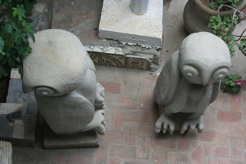 Owls Close Up