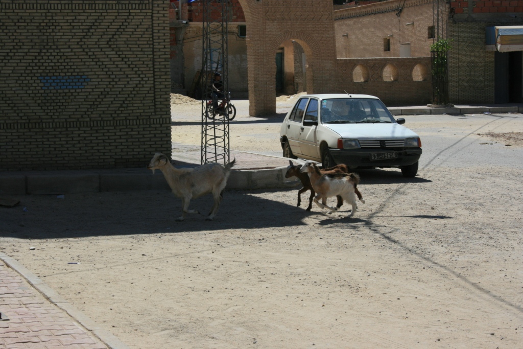 Goats in the Medina
