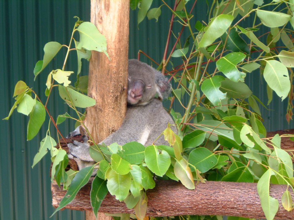 Koala