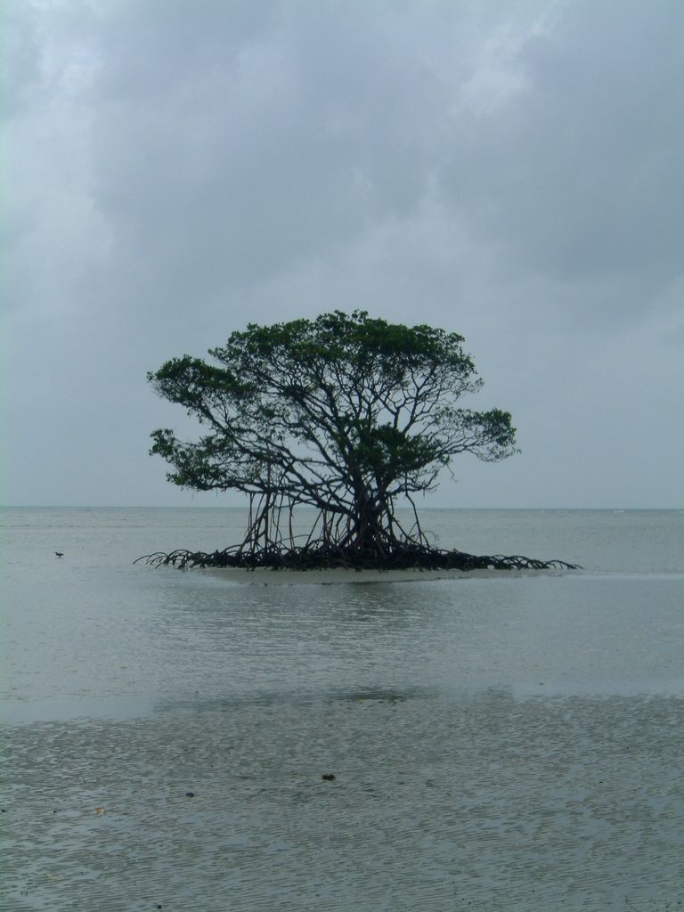 Tree..