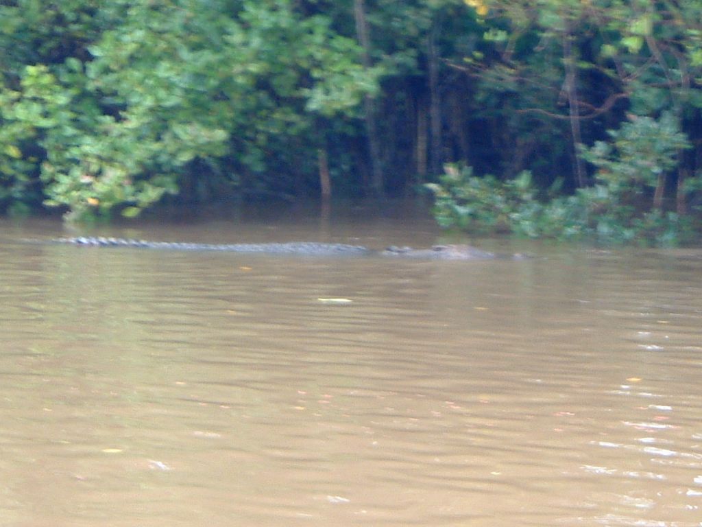 Croc
