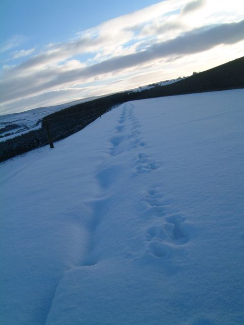 Footprints in the snow