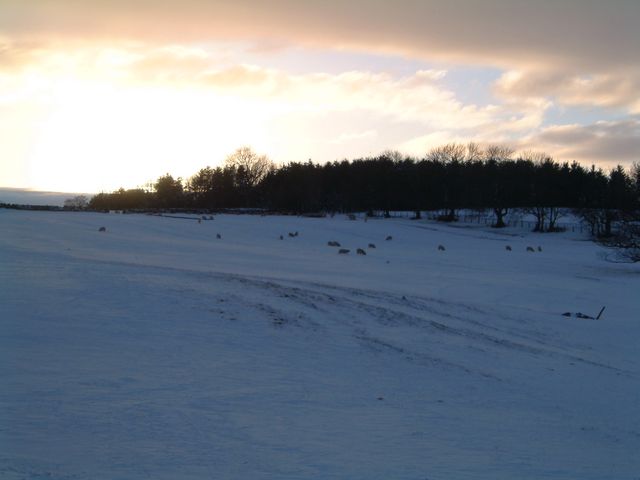 sheep "grazing"