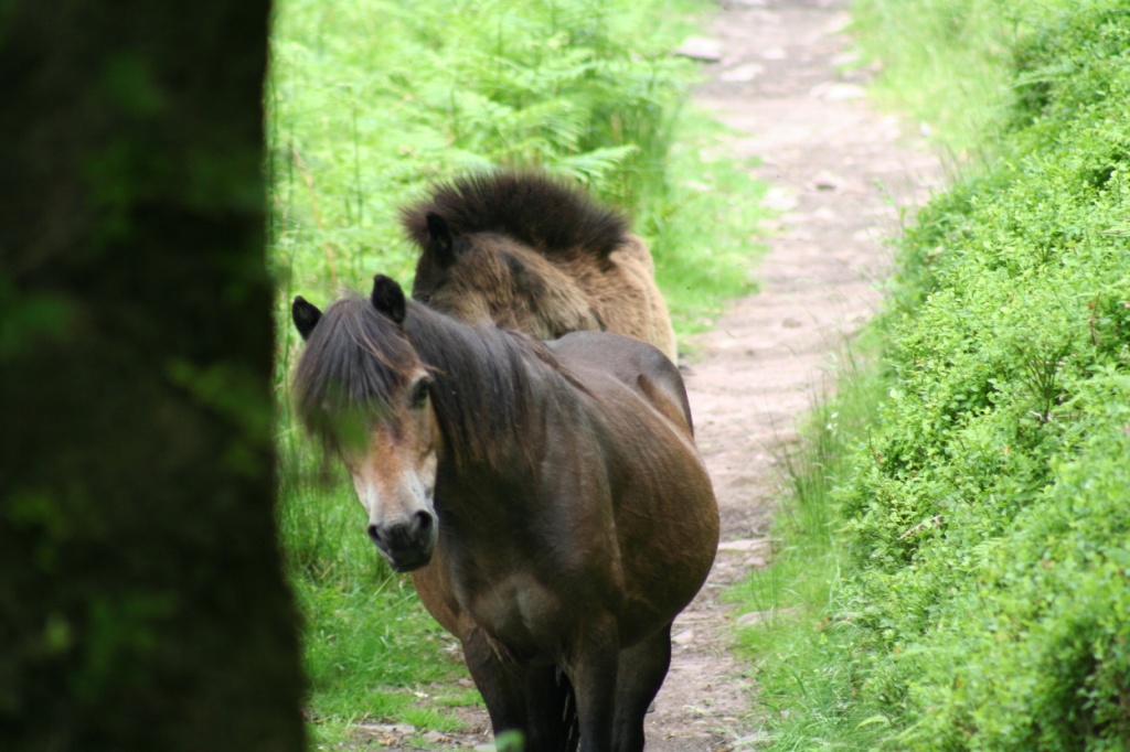 Wild Exmoor Pony