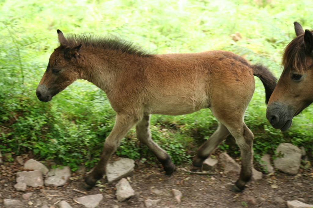 Baby Pony