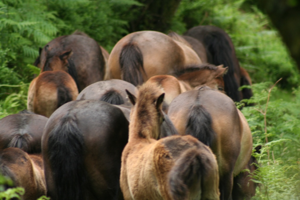 The Pack