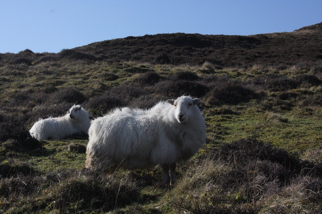 A Sheep.