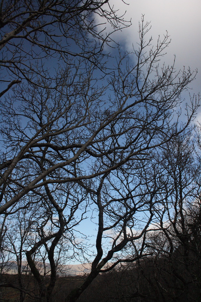 Trees