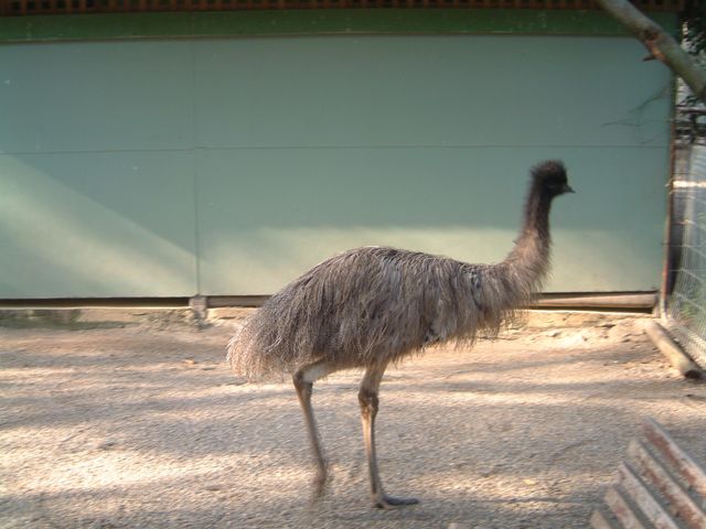 emu