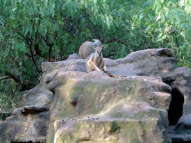 kangaroo