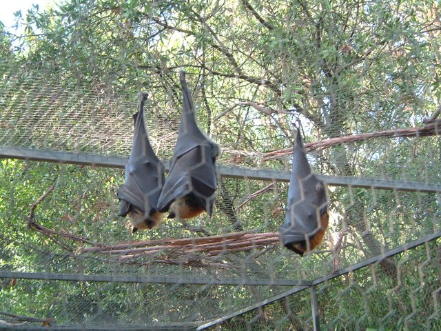 bats