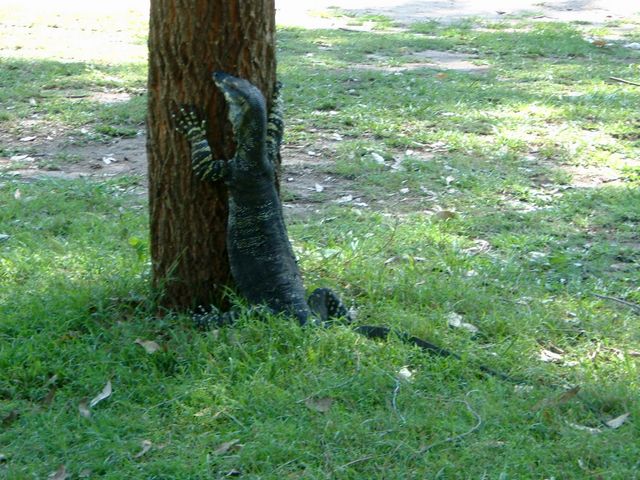 a lizard thing