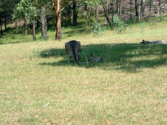 more kangaroos