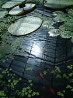 The tropical pond in the Edinburgh Botanic Gardens.