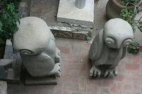 Owls Close Up