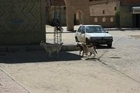 Goats in the Medina