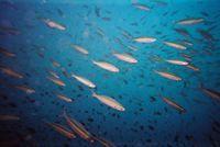 lots of fishes