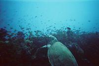 turtle