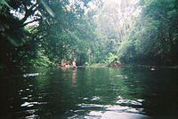 lush green