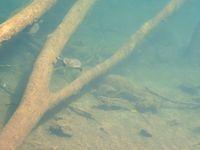 DSCF0462.JPG