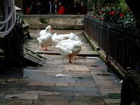dscf0164.jpg
