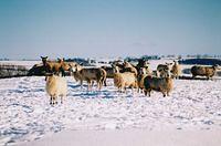 Early morning sheep - RL
