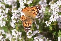 Butterfly and white flowers.