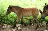 Baby Pony