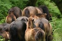 The Pack
