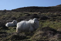 A Sheep.