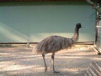 emu