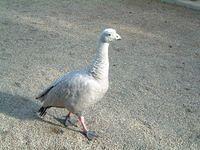 bird?