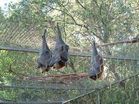 bats