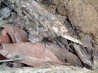 redback