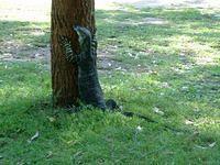 a lizard thing